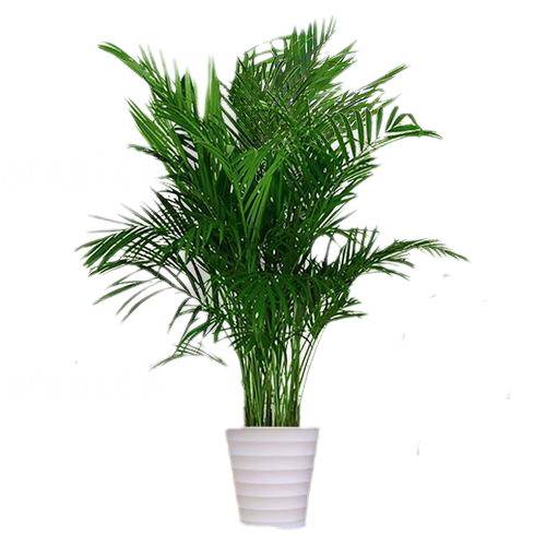 绿植植物散尾葵png图片 P图用